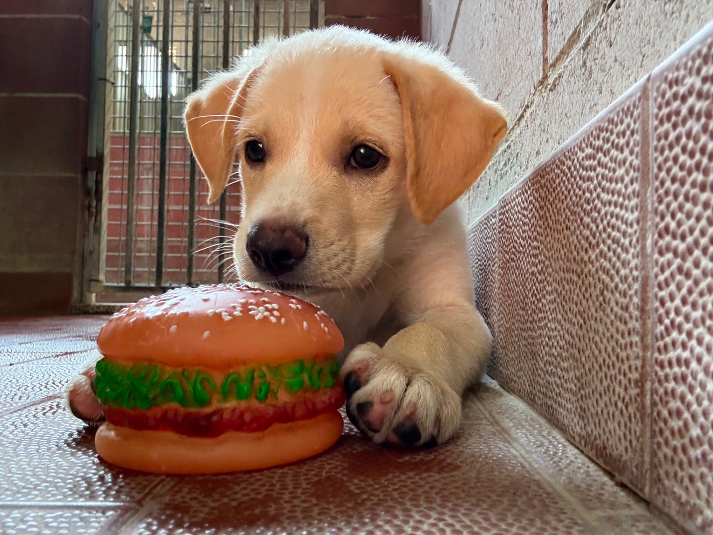 Adozione cane, maschio, Razza sconosciuta Razza sconosciuta, 3 mesi, taglia media, Milano