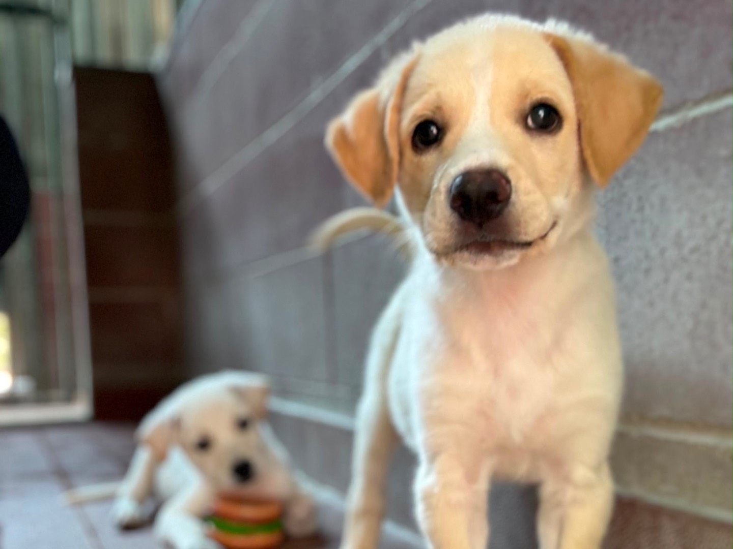 Adotta un cane, taglia media, maschio, Milano
