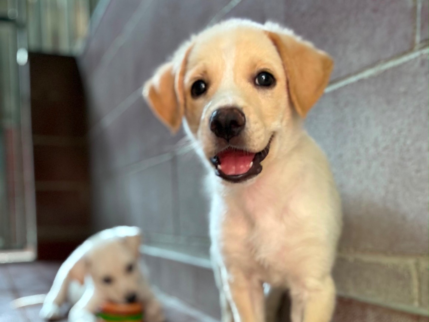 Vuoi adottare un cane a Milano?