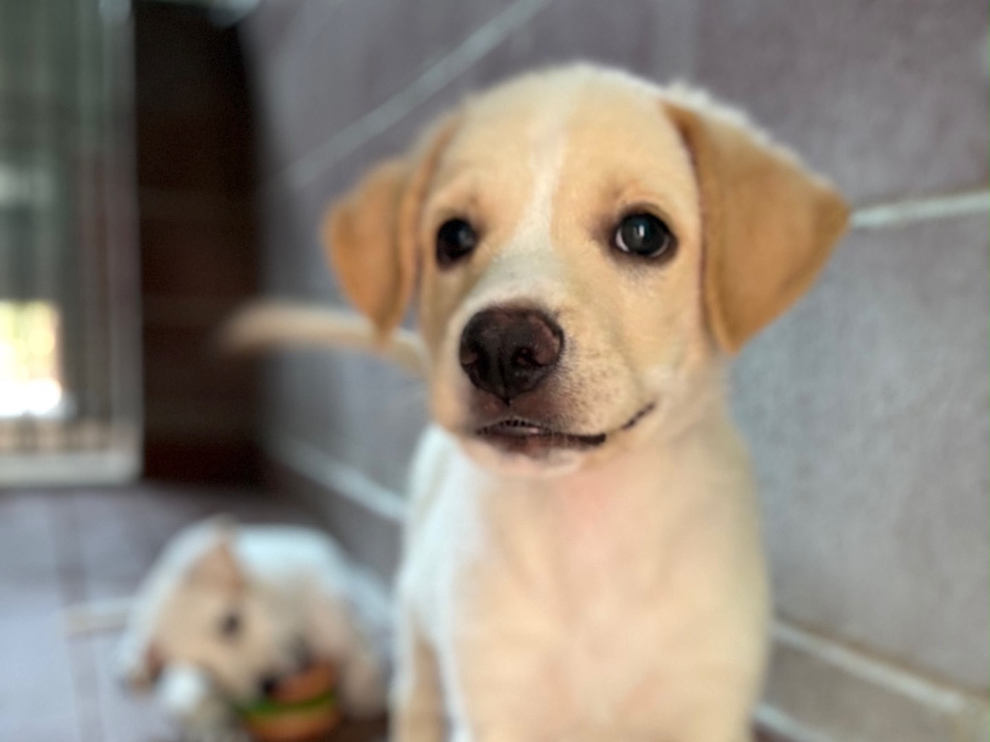 Adotta il cane Zack  a Milano