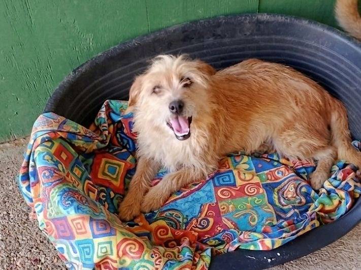 Adozione cane, femmina, Razza sconosciuta Razza sconosciuta, 4 anni e 3 mesi, taglia piccola, Cagliari