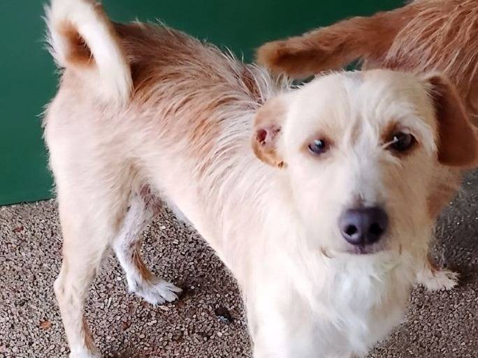 Adotta un cane, femmina, 4 anni e 3 mesi, Cagliari