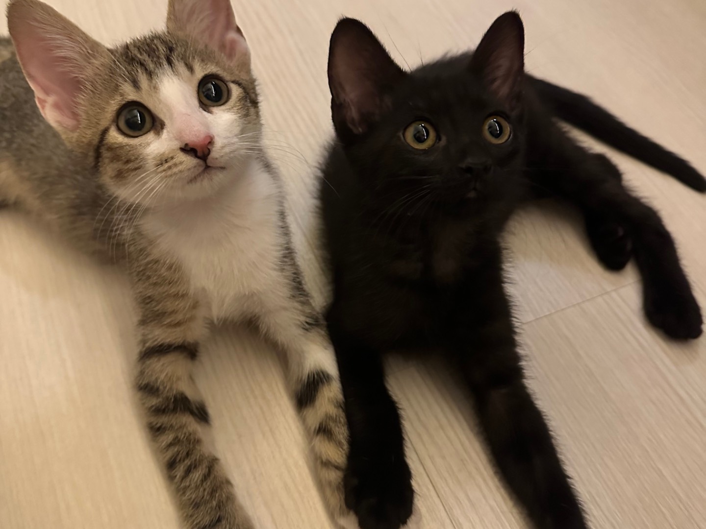 Vuoi adottare un gatto a Milano?