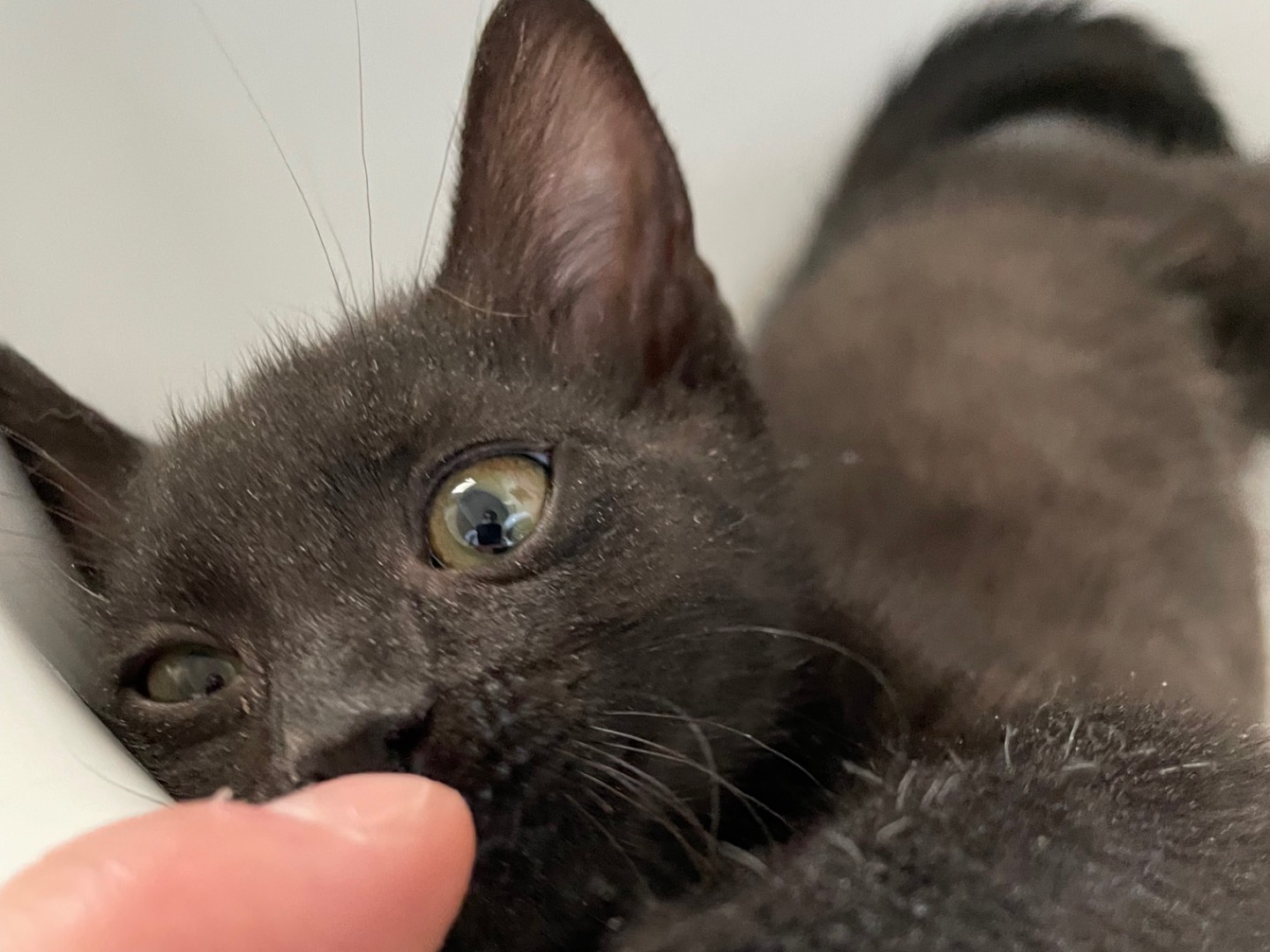 Adozione gatto, femmina, Razza sconosciuta Razza sconosciuta, 4 mesi, taglia non valida, Milano