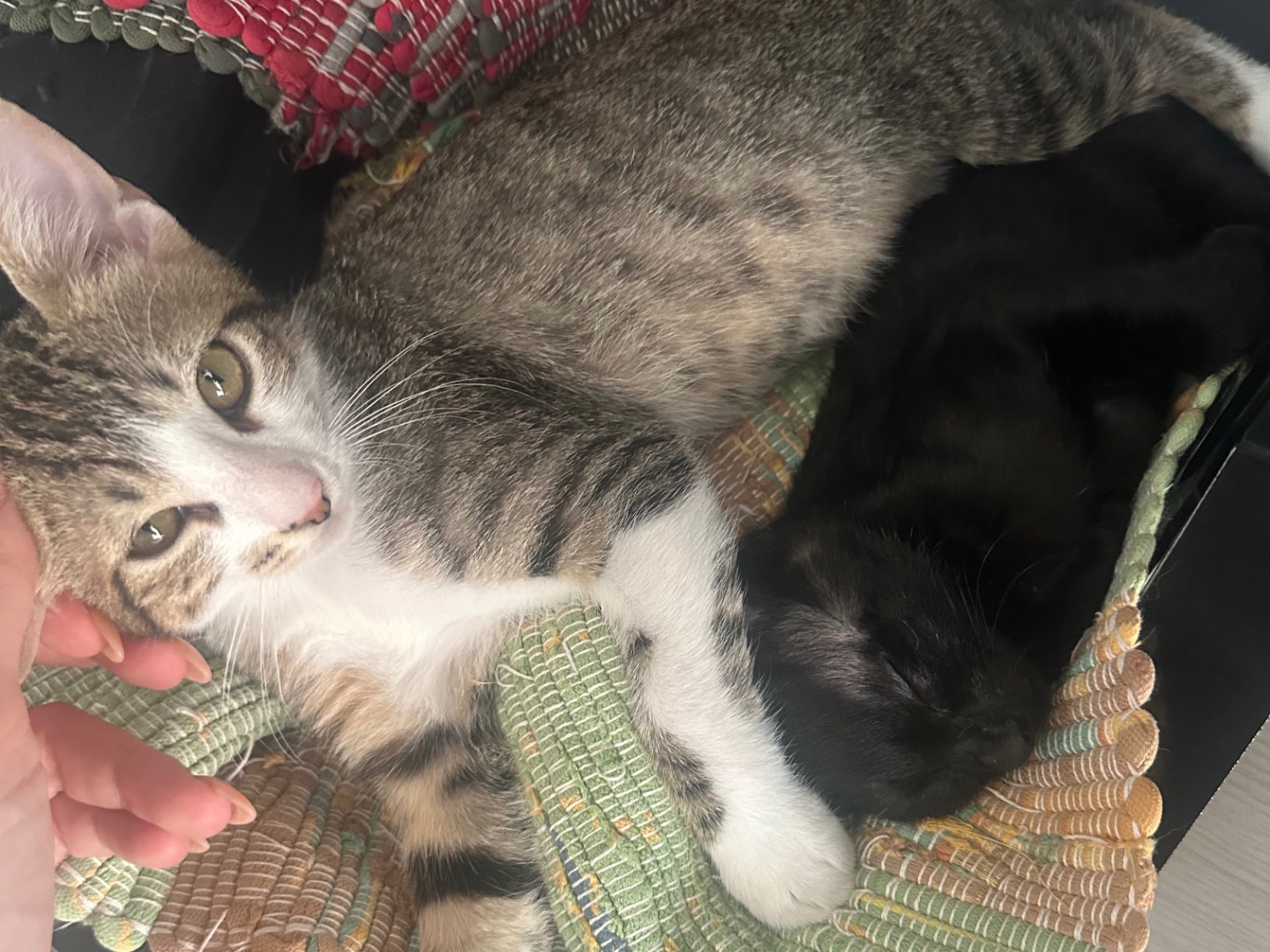 Adotta un gatto, femmina, 4 mesi, Milano