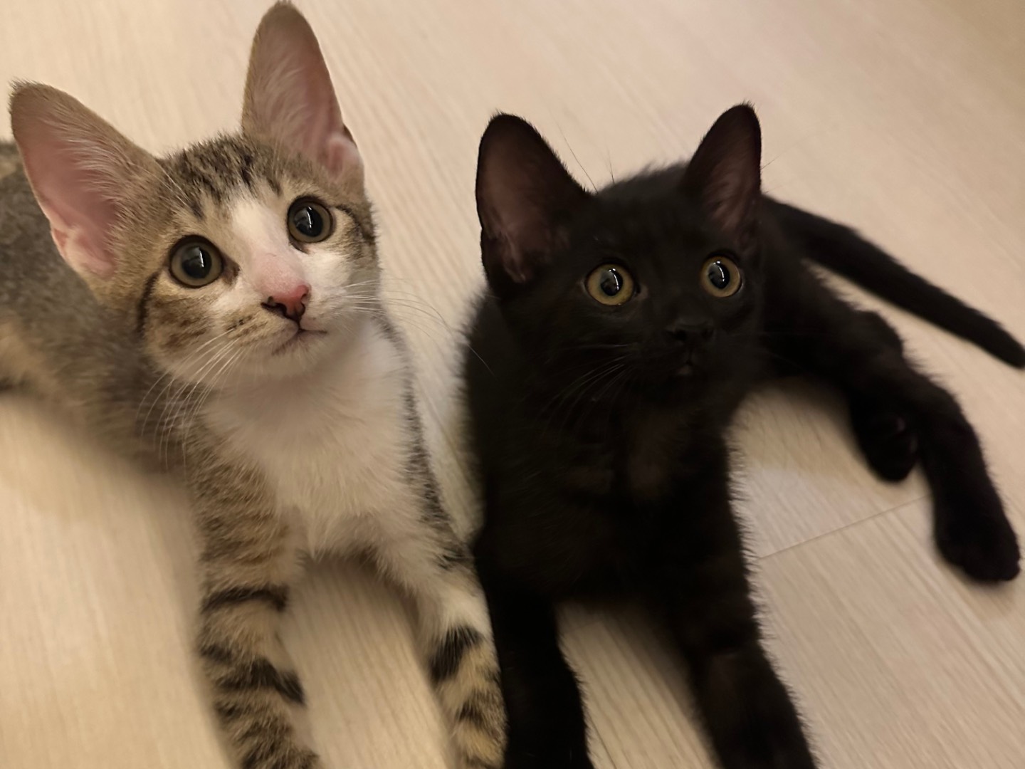Adotta un gatto, taglia non valida, femmina, Milano