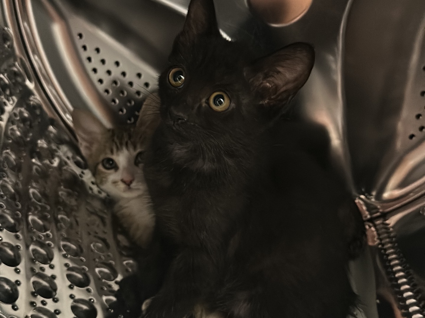 Vuoi adottare un gatto a Milano?