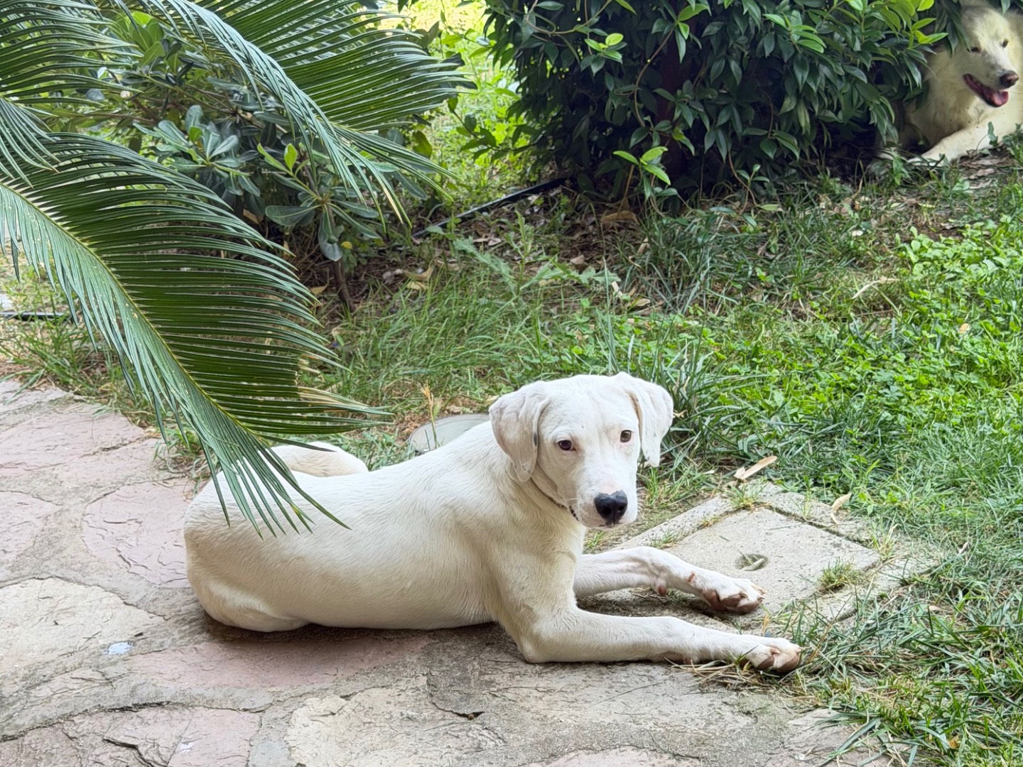Adozione cane, femmina, Razza sconosciuta Razza sconosciuta, 6 mesi, taglia media, Salerno
