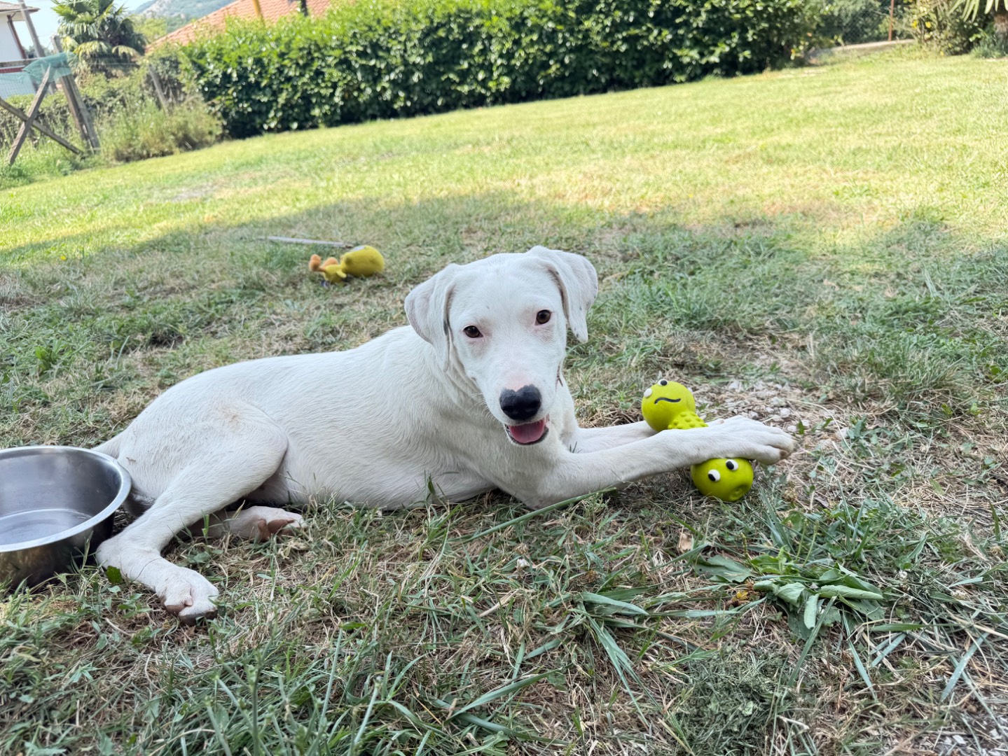 Adotta un cane, femmina, 6 mesi, Salerno