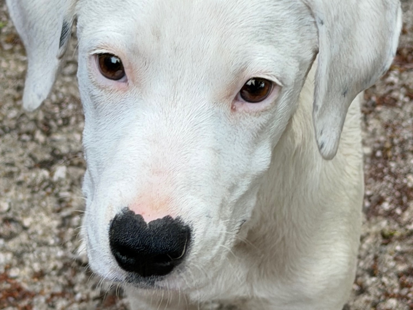 Adotta un cane, taglia media, femmina, Salerno
