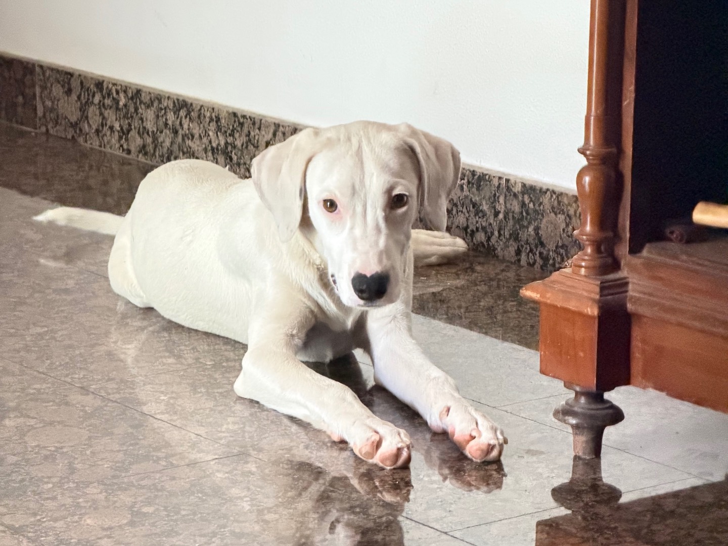 Vuoi adottare un cane a Salerno?