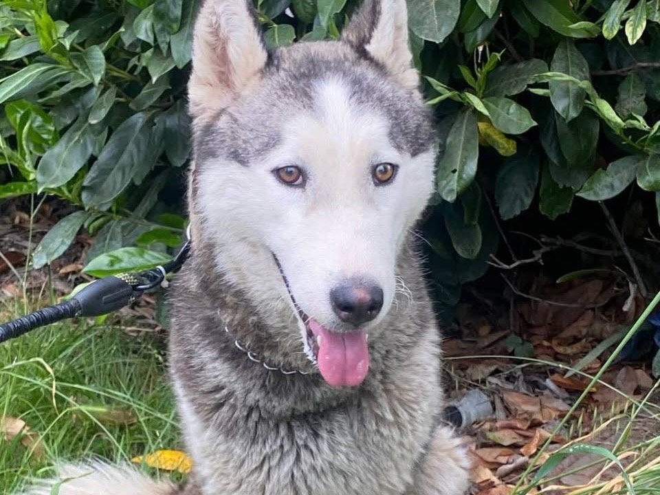Vuoi adottare un cane a Latina?
