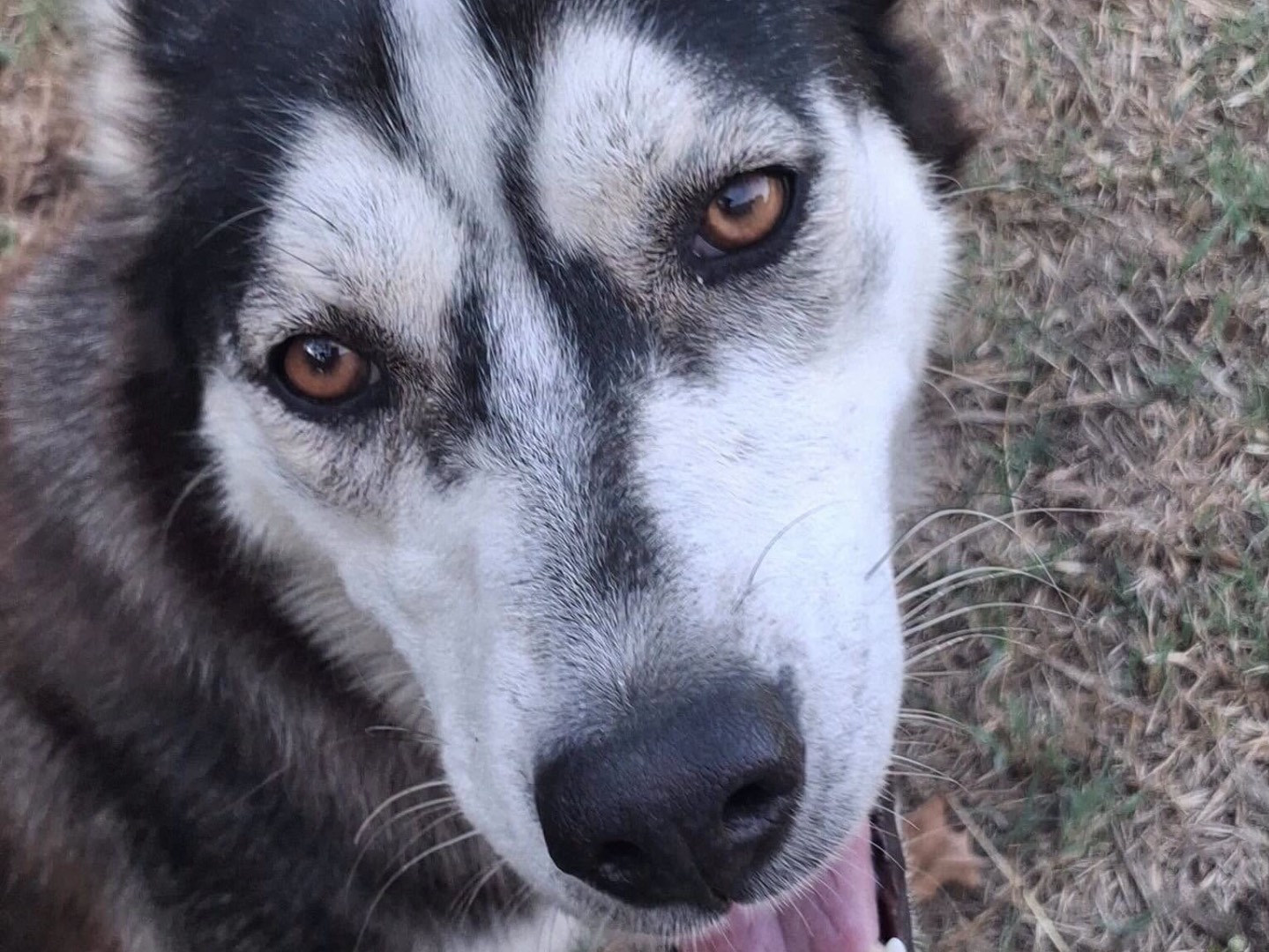 Adozione cane, femmina, Siberian Husky Razza sconosciuta, 1 anno e 5 mesi, taglia media, Latina