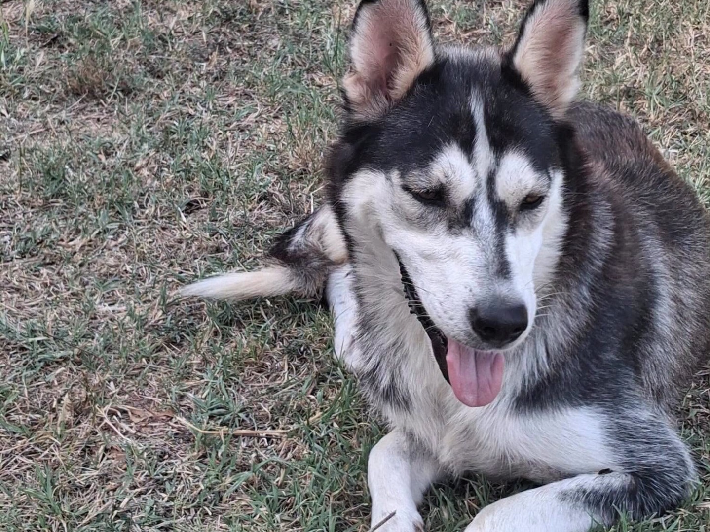 Adotta un cane, femmina, 1 anno e 5 mesi, Latina