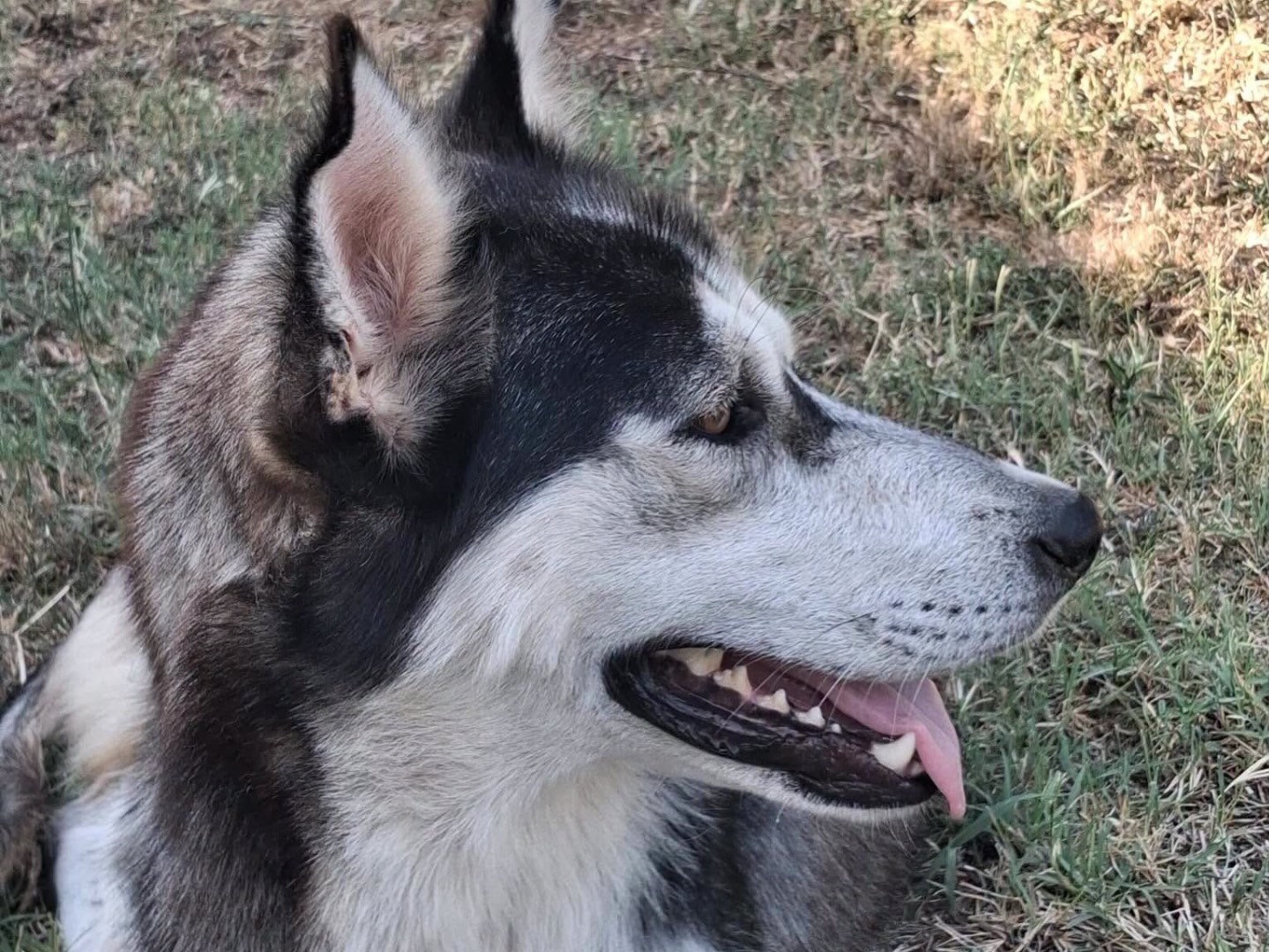 Adotta un cane, taglia media, femmina, Latina