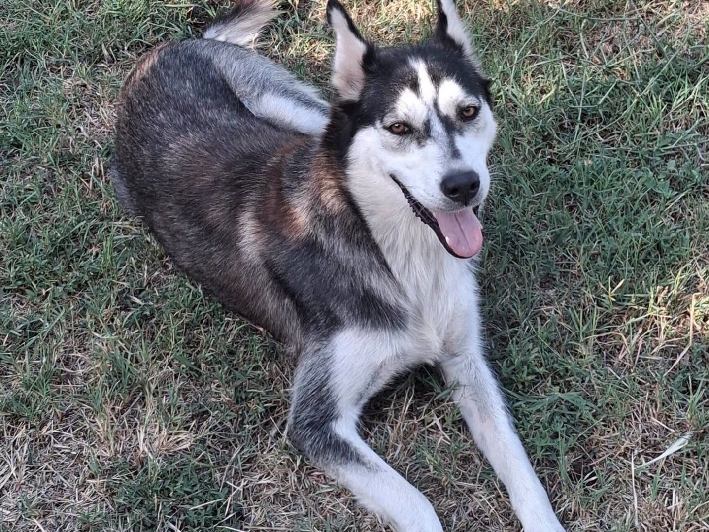 Vuoi adottare un cane a Latina?