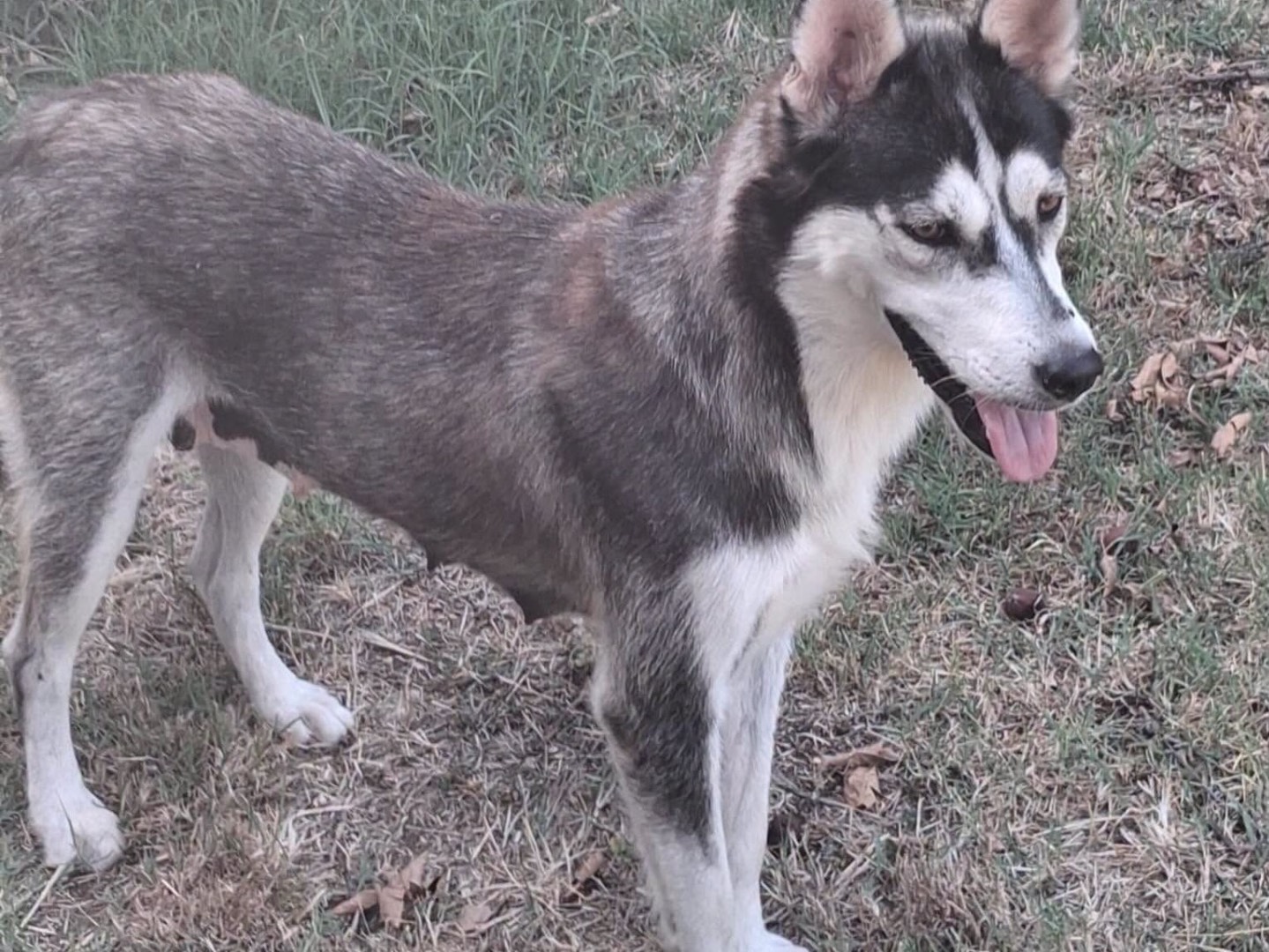 Adotta il cane KIRA a Latina