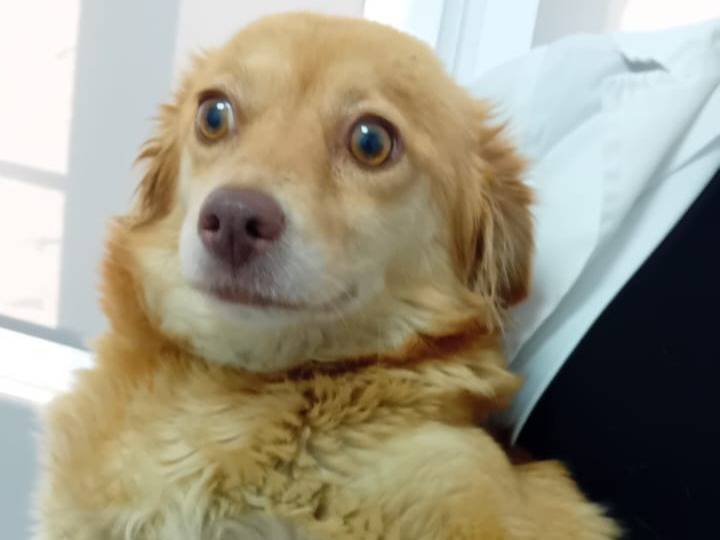 Adozione cane, femmina, Razza sconosciuta Razza sconosciuta, 3 anni e 2 mesi, taglia piccola, Udine