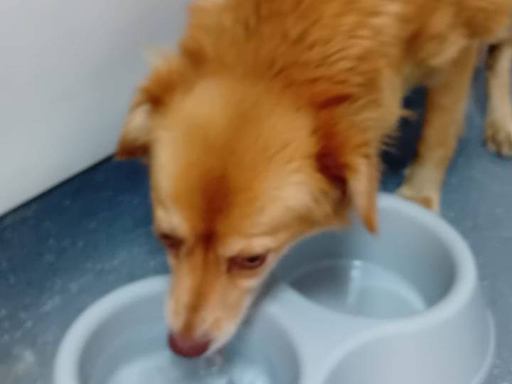 Adotta un cane, femmina, 3 anni e 2 mesi, Udine