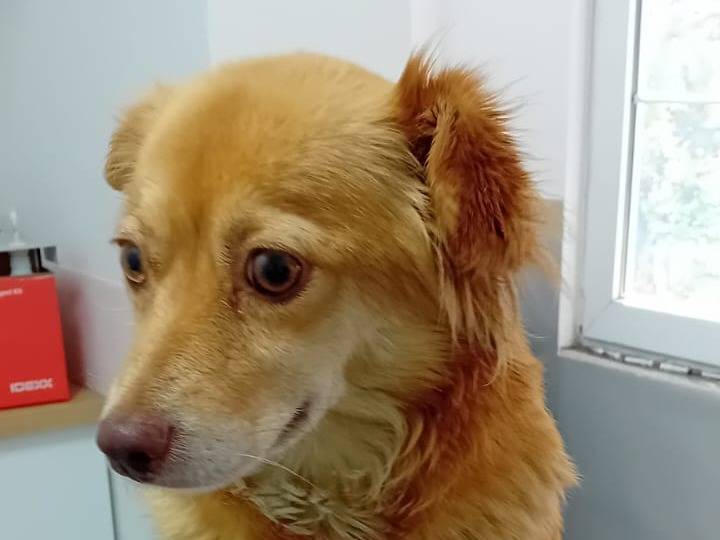 Adotta un cane, taglia piccola, femmina, Udine