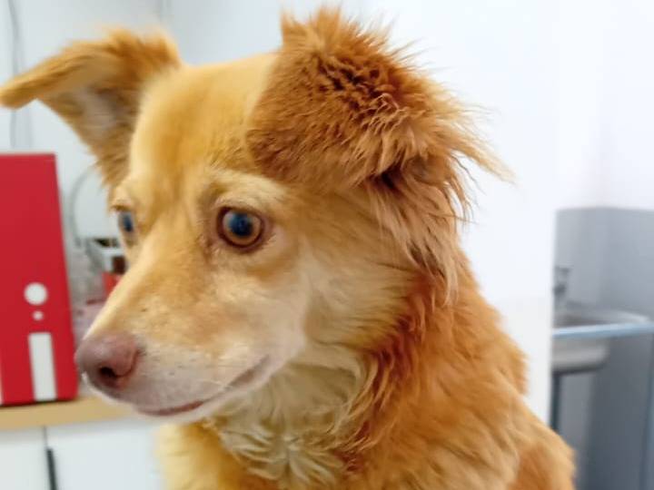 Vuoi adottare un cane a Udine?