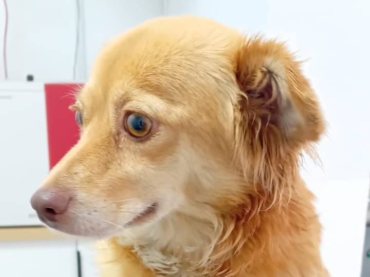 Adotta il cane Honey a Udine