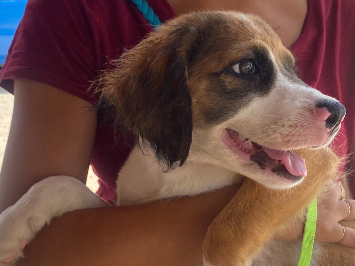 Vuoi adottare un cane a Latina?