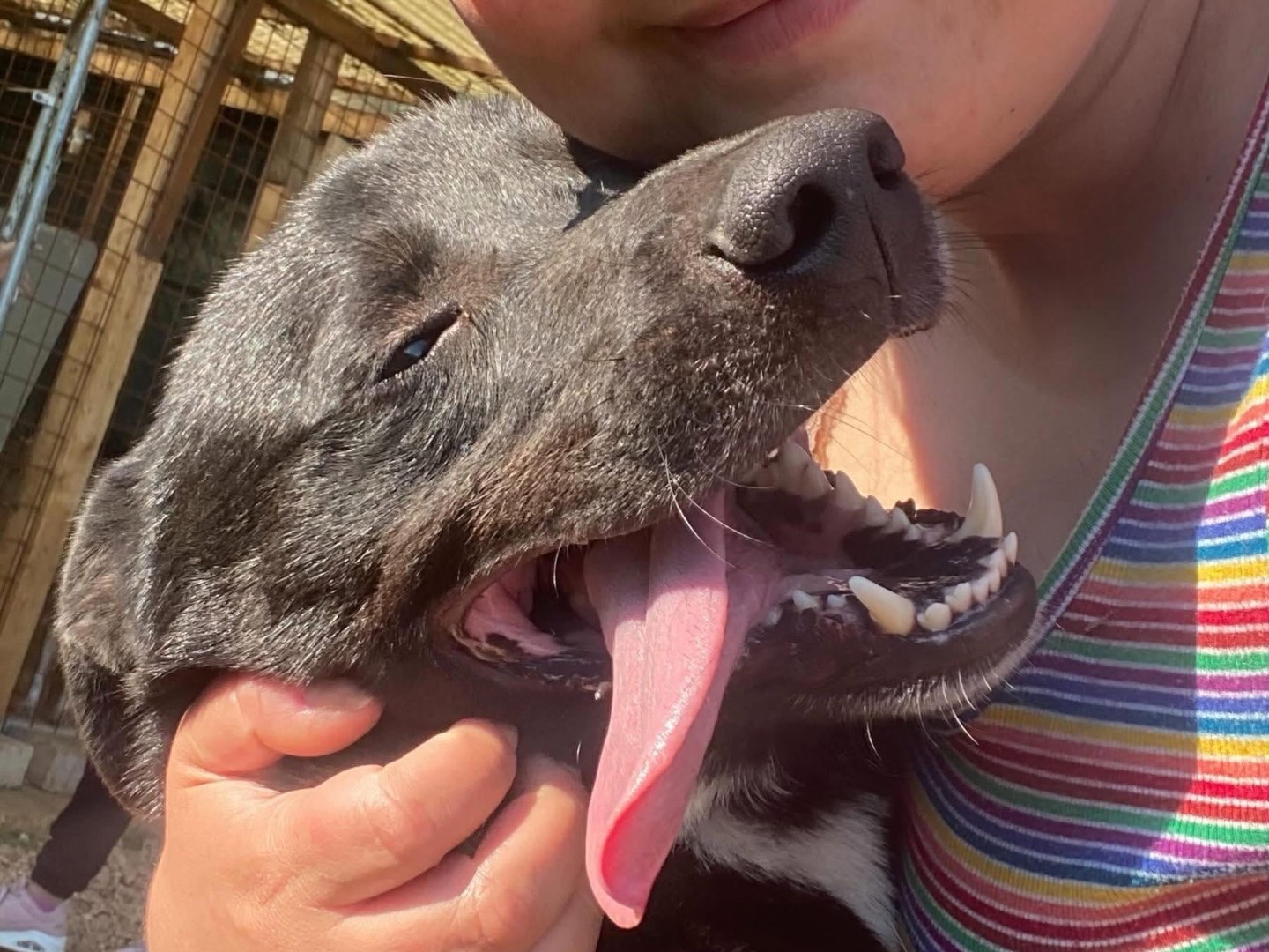 Adotta un cane, maschio, 2 anni e 4 mesi, Latina