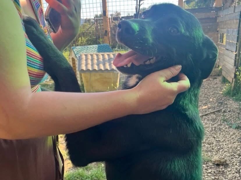 Adotta un cane, taglia media, maschio, Latina