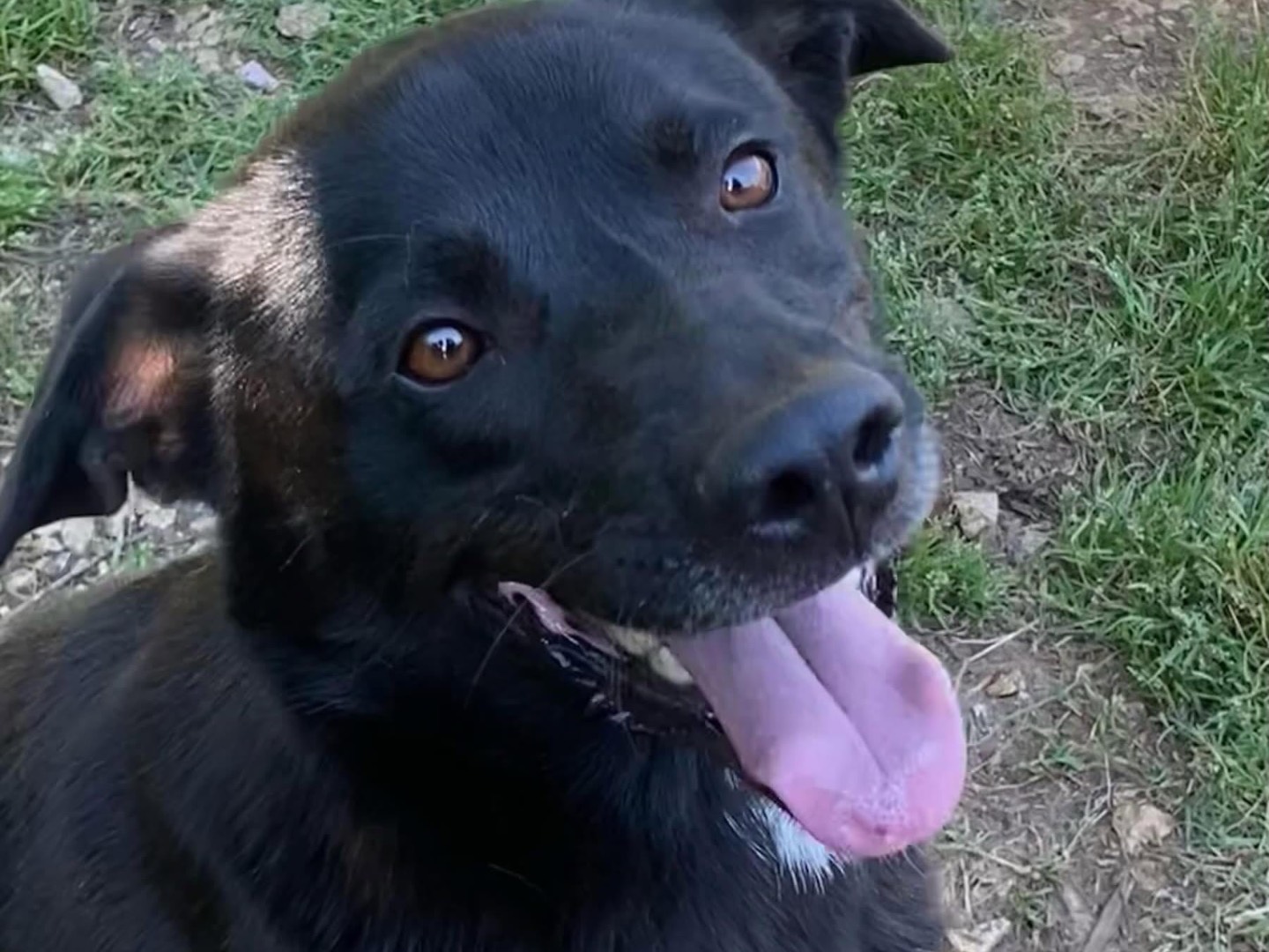 Vuoi adottare un cane a Latina?