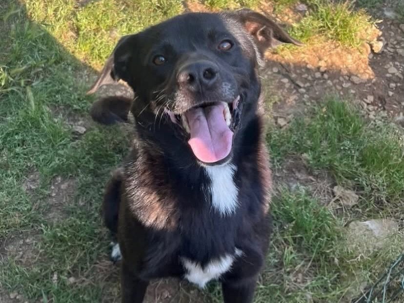 Adozione cane, maschio, Razza sconosciuta Razza sconosciuta, 2 anni e 4 mesi, taglia media, Latina