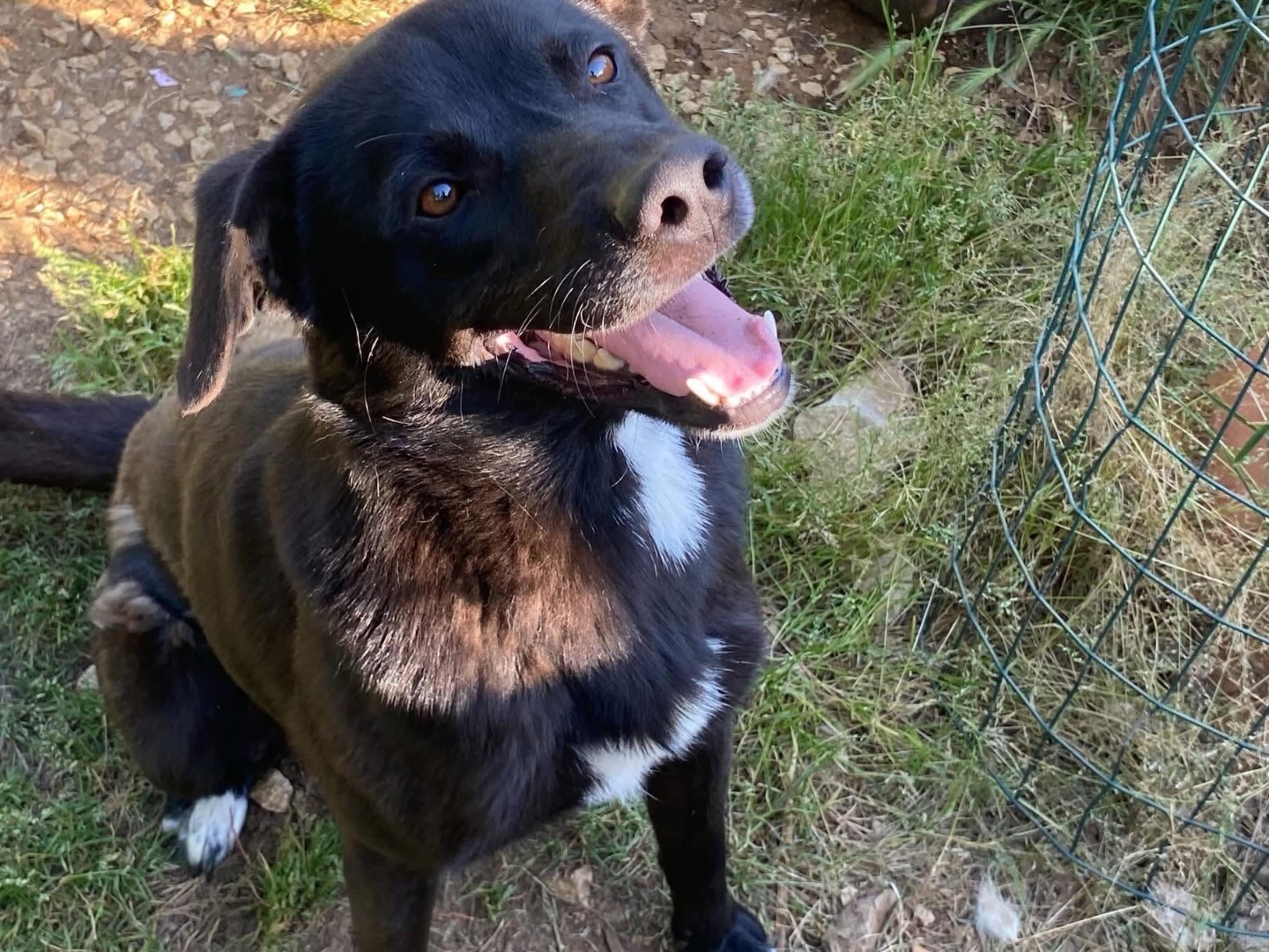 Adotta il cane SKY a Latina