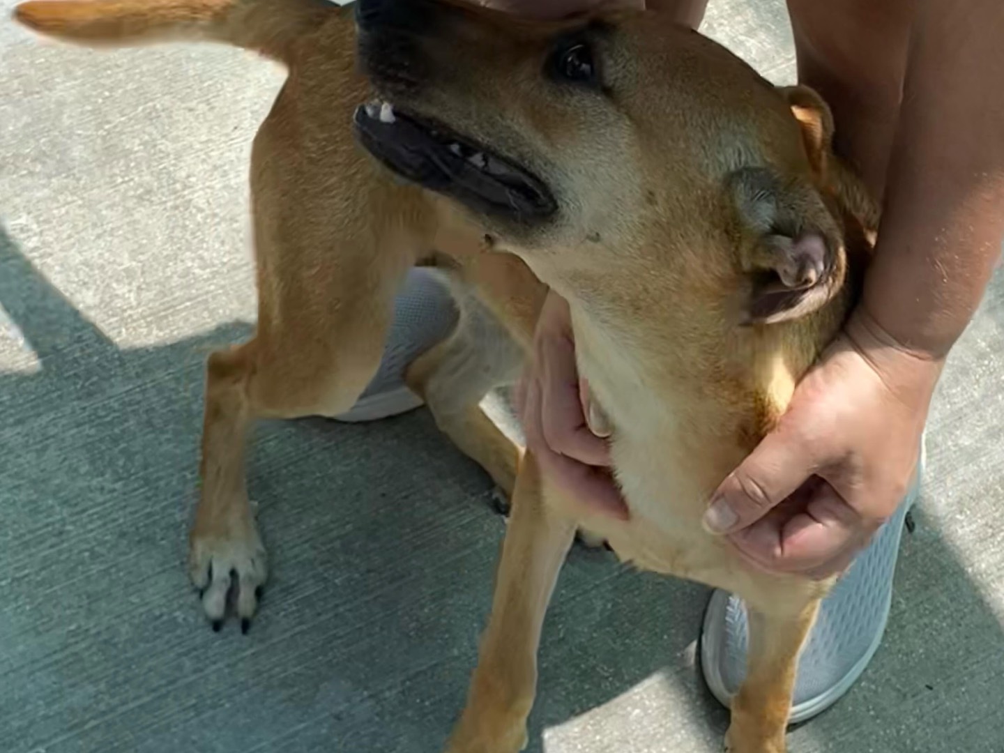 Adotta un cane, femmina, 7 mesi, Latina
