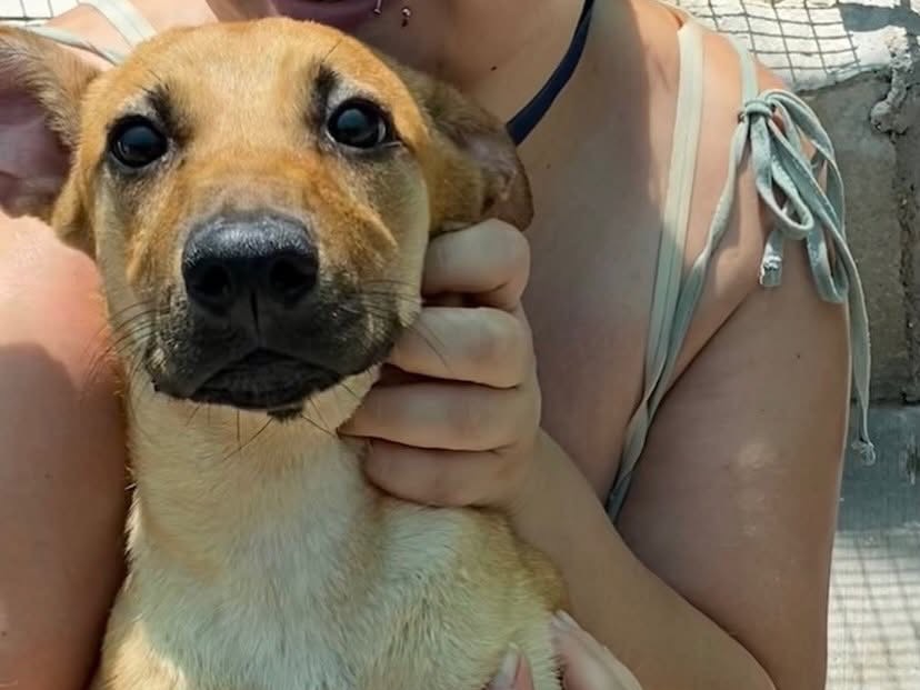 Adotta un cane, taglia media contenuta, femmina, Latina