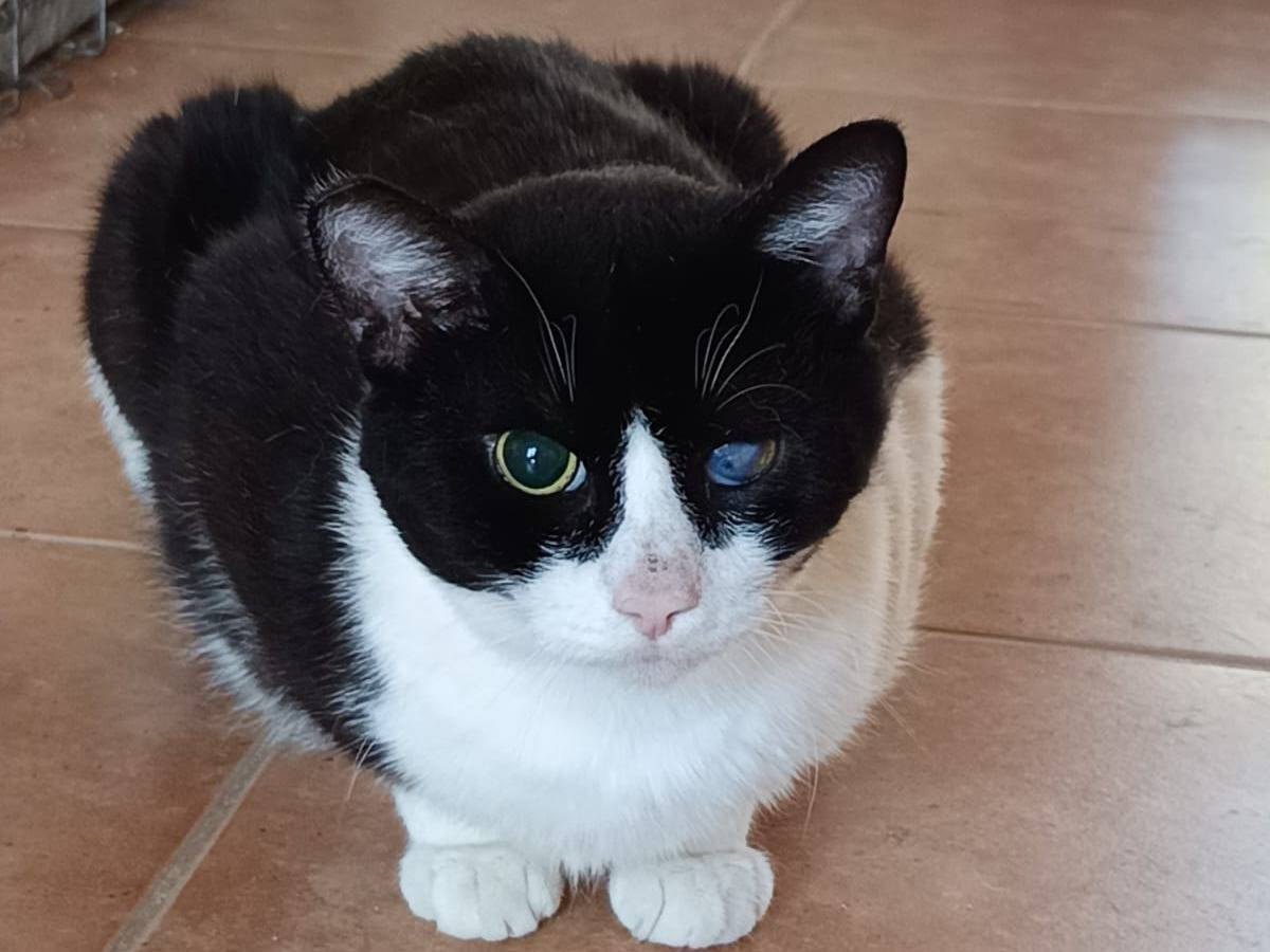 Vuoi adottare un gatto a Parma?