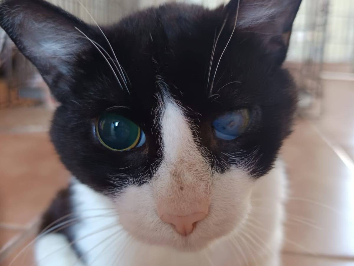 Adotta il gatto Ray gli occhi del cuore a Parma