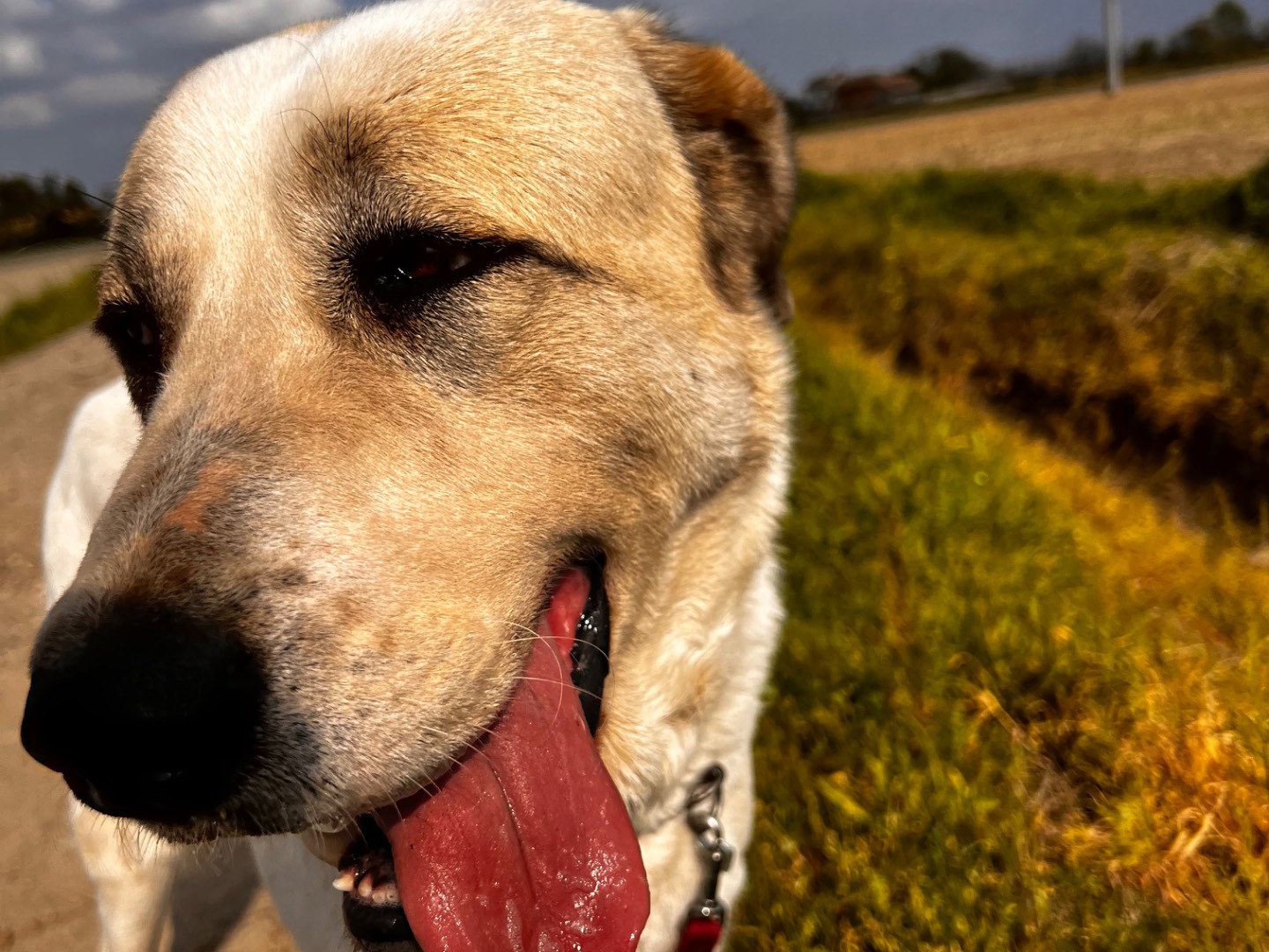 Vuoi adottare un cane a Pavia?