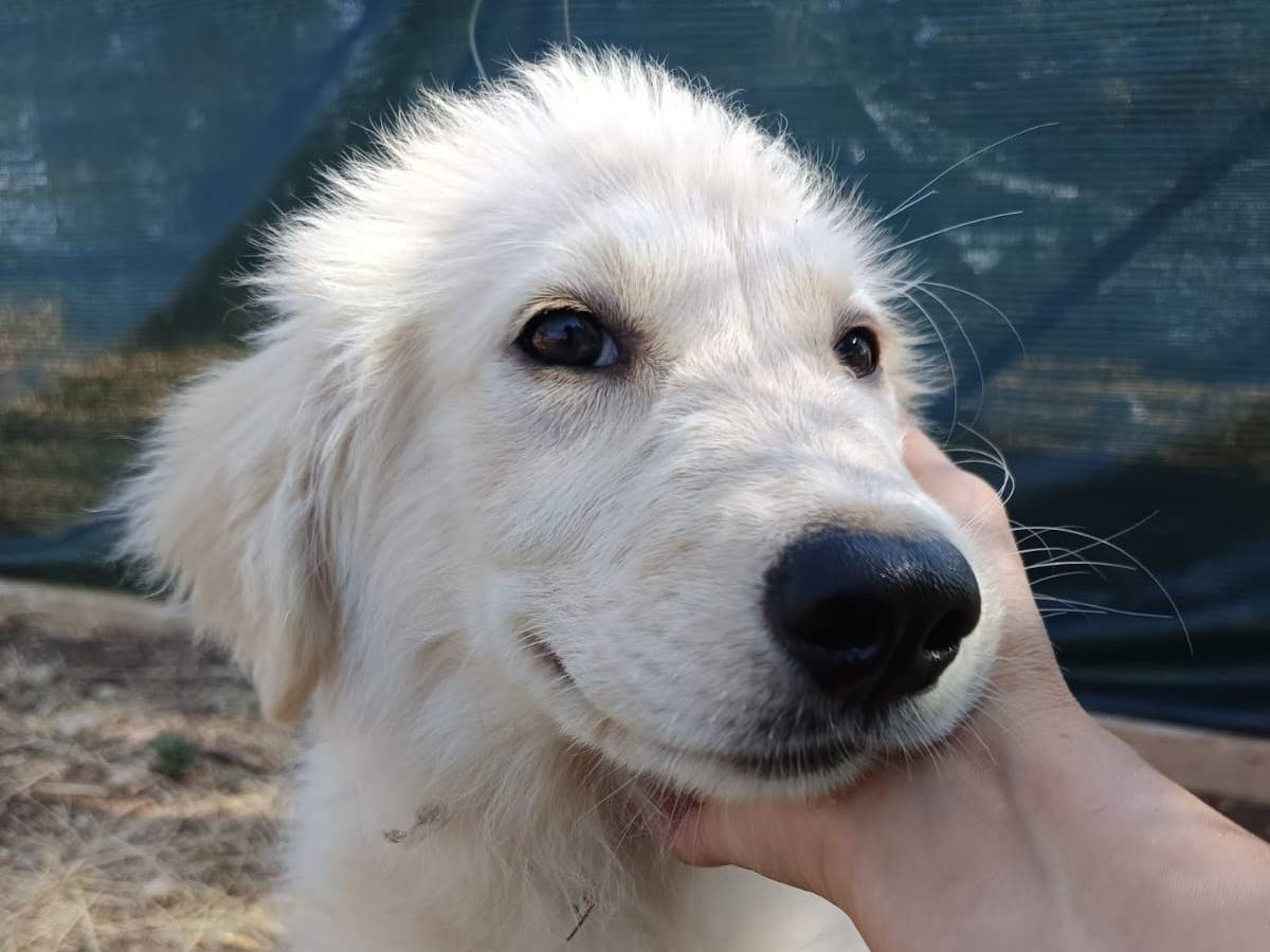 Adozione cane, femmina, Razza sconosciuta Razza sconosciuta, 4 mesi, taglia grande, Piacenza