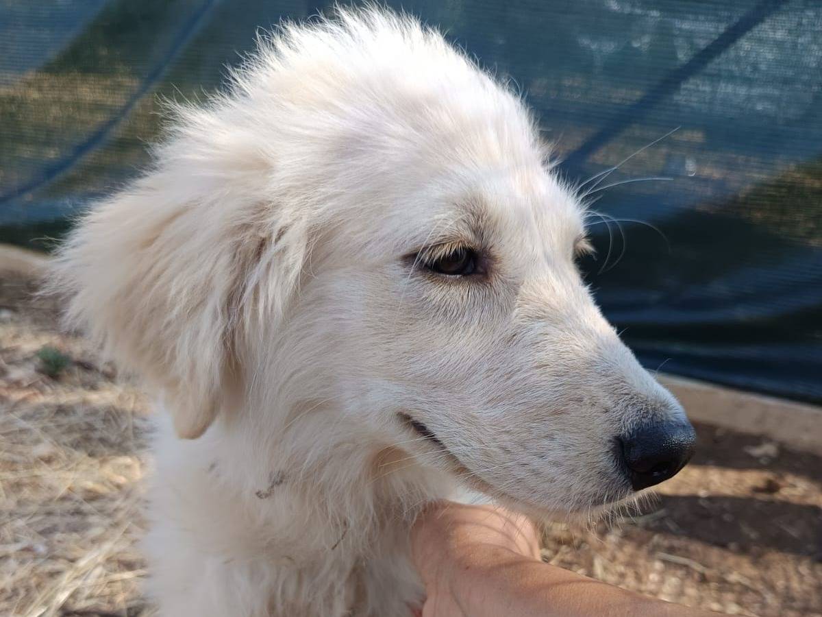 Adotta un cane, femmina, 4 mesi, Piacenza