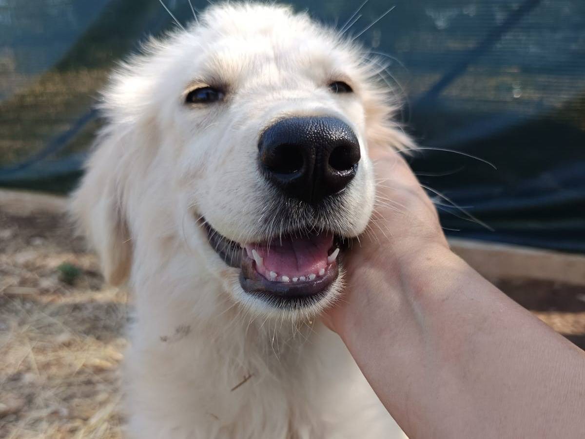 Adotta un cane, taglia grande, femmina, Piacenza