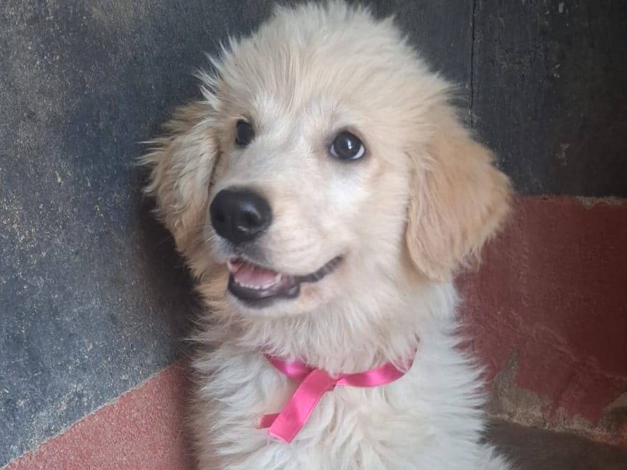 Vuoi adottare un cane a Piacenza?