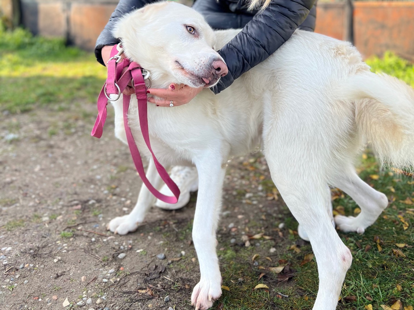Vuoi adottare un cane a Pavia?