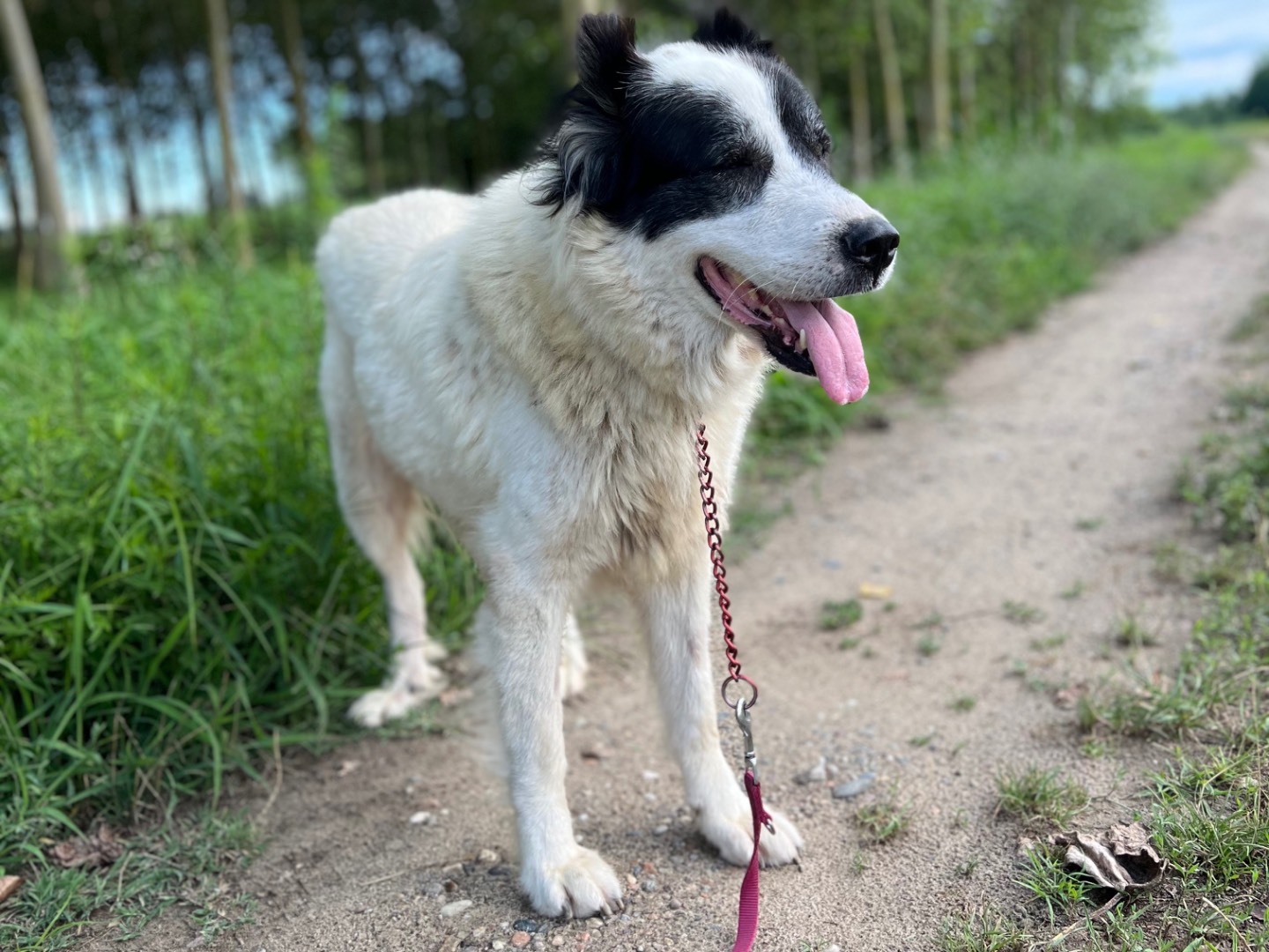 Adotta il cane Tessa a Pavia
