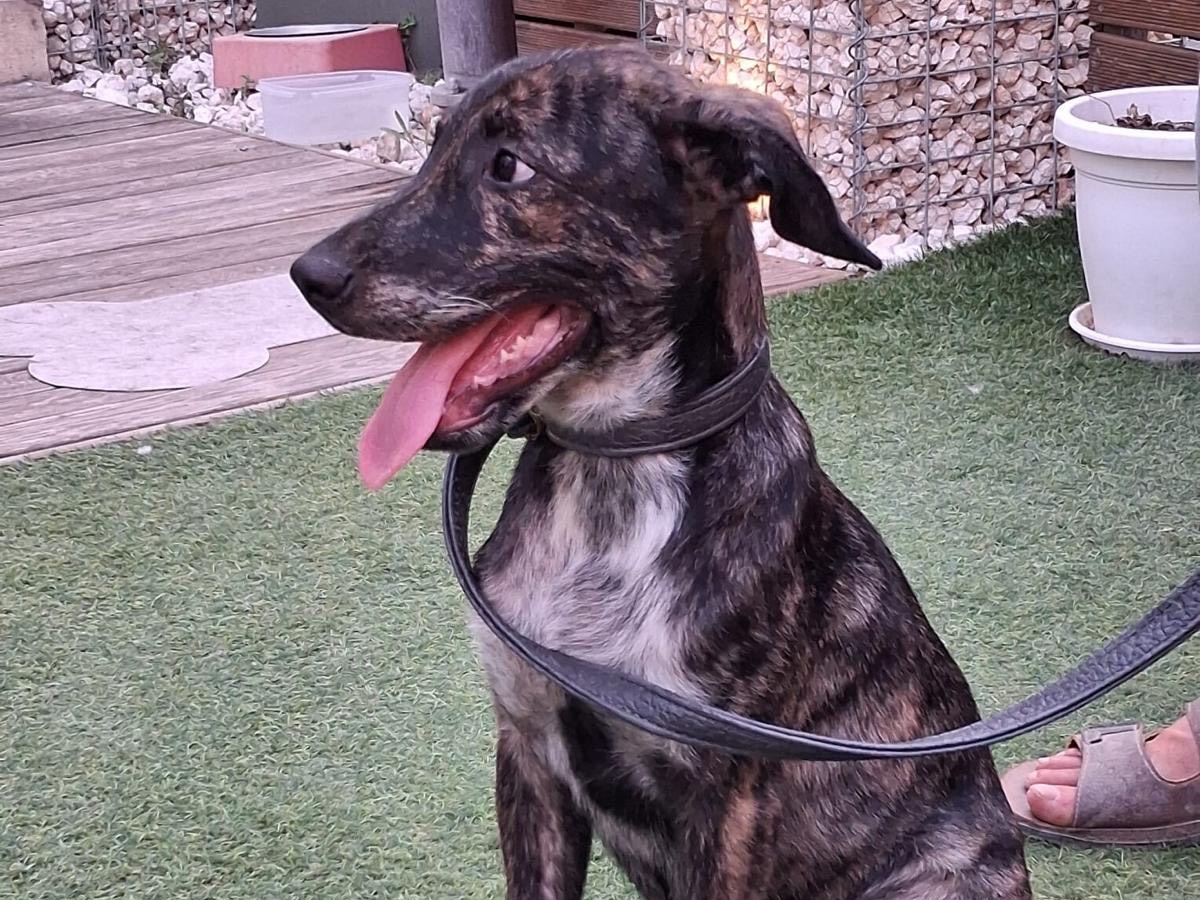 Adotta un cane, taglia media, maschio, Siracusa