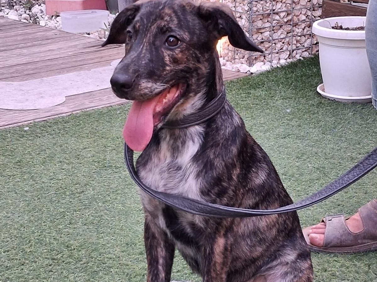 Vuoi adottare un cane a Siracusa?