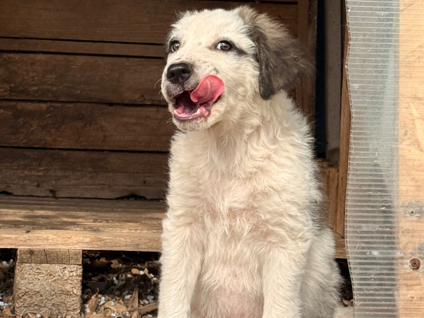Vuoi adottare un cane a Laquila?