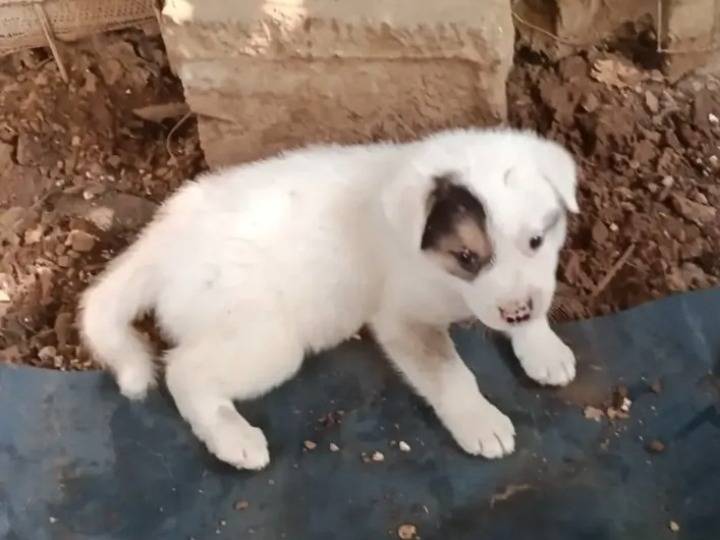 Adozione cane, maschio, Razza sconosciuta Razza sconosciuta, 2 mesi, taglia media, Caserta