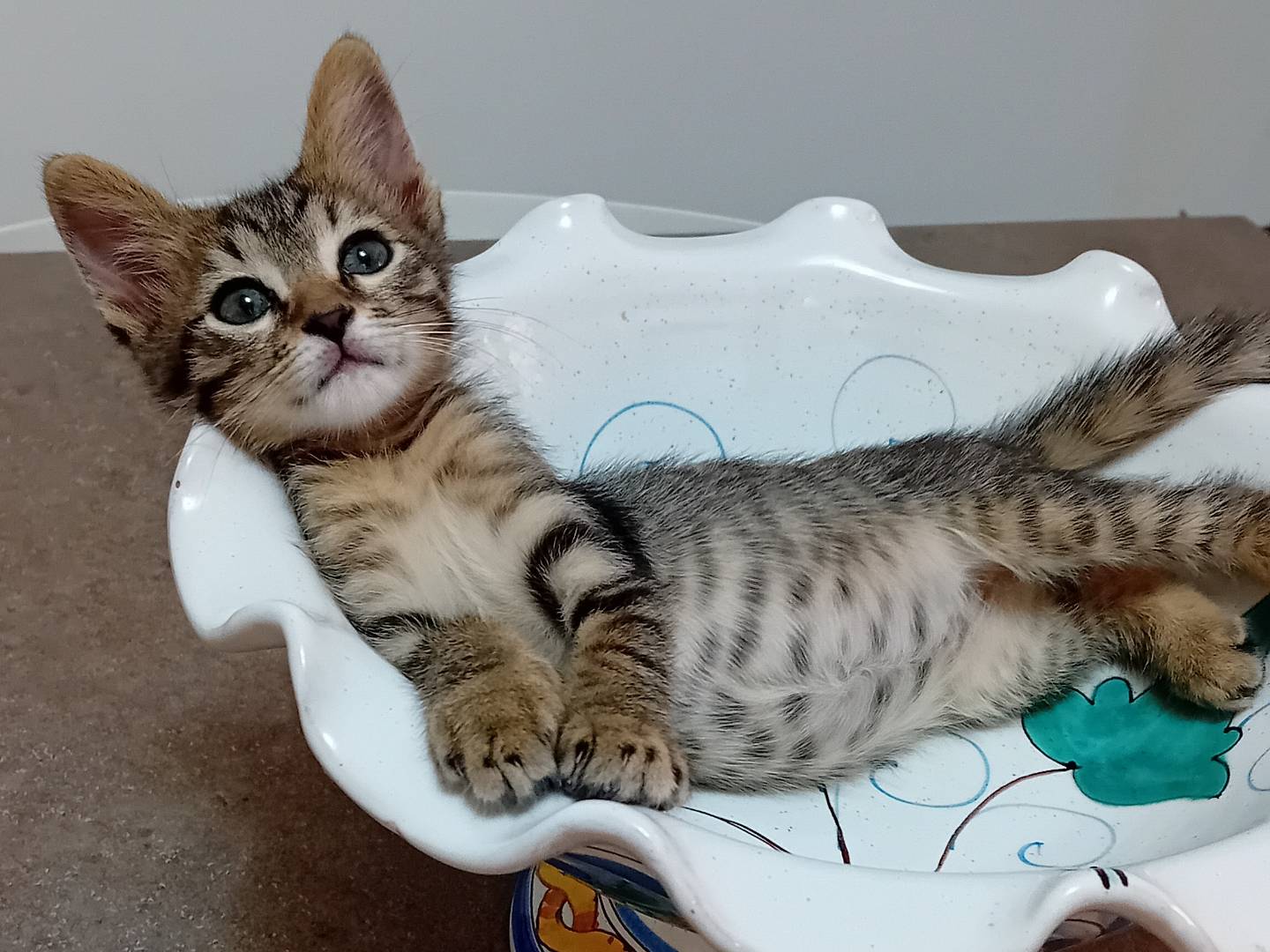 Vuoi adottare un gatto a Latina?
