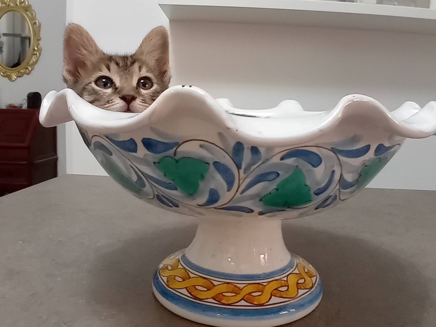 Adotta il gatto MELINA a Latina