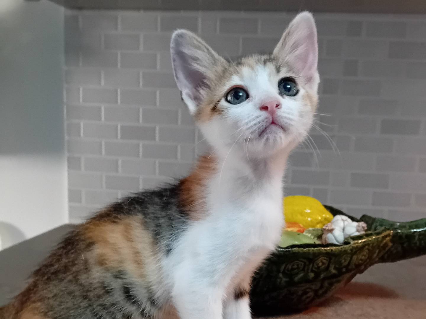 Adozione gatto, femmina, Razza sconosciuta Razza sconosciuta, 2 mesi, taglia non valida, Latina